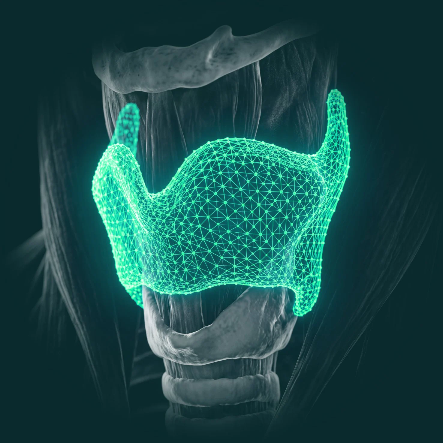 A wireframe model of a cartilage structure
