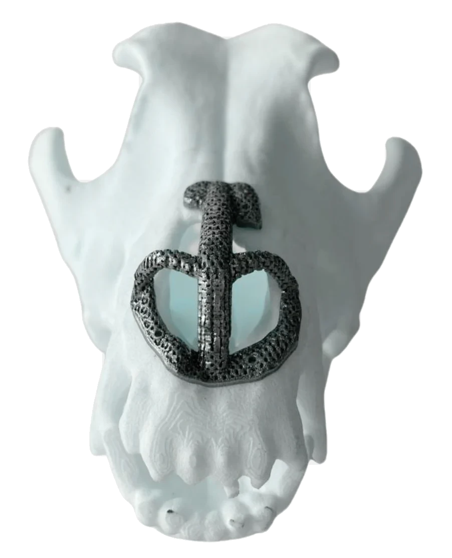 An animal skull model with a patient-specific titanium implant
